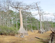 A closer look at the scenic cypress trees of Caryville, Florida.